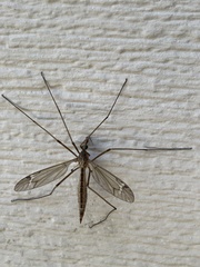 Tipula