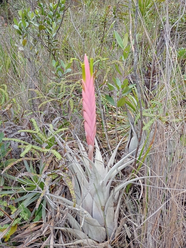 Vriesea petraea