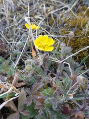 Potentilla heptaphylla
