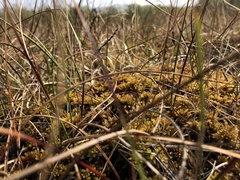 Sphagnum pulchrum