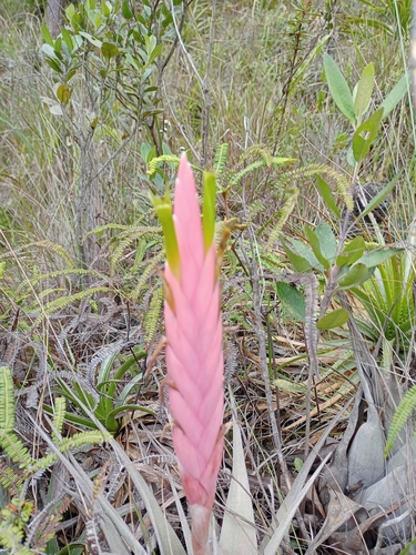 Vriesea petraea image