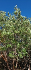 Ornithostaphylos oppositifolia