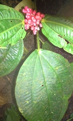Miconia platyphylla