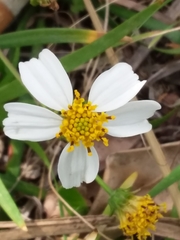 Bidens alba