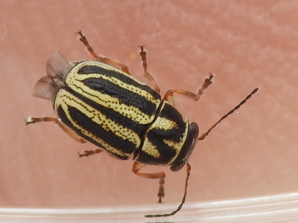 Pachybrachis nigricornis