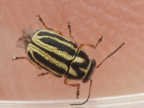 Pachybrachis nigricornis
