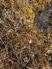 Sphagnum pulchrum