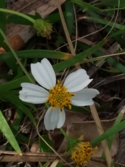 Bidens alba