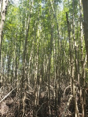 Rhizophora apiculata