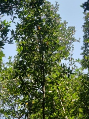 Rhizophora apiculata