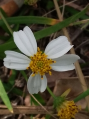 Bidens alba