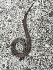 Storeria dekayi