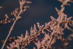 Tamarix dalmatica