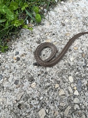 Storeria dekayi