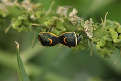Cosmopepla decorata