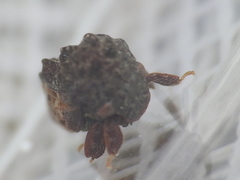 Tylopelta gibbera