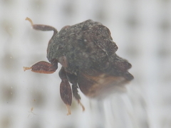 Tylopelta gibbera