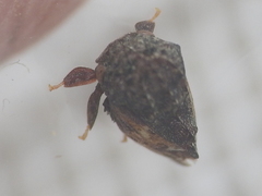 Tylopelta gibbera