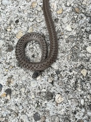 Storeria dekayi