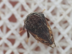 Tylopelta gibbera