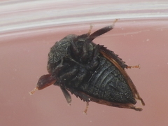 Tylopelta gibbera