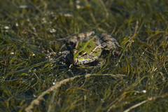 Pelophylax ridibundus