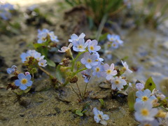 Myosotis rehsteineri
