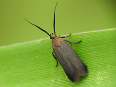 Urodidae