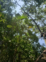 Avicennia alba
