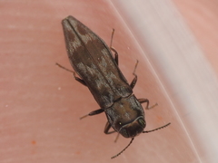 Agrilus lecontei celticola