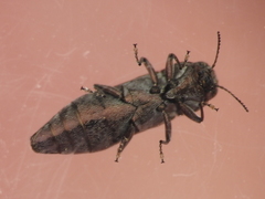 Agrilus lecontei celticola