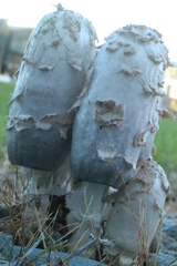 Coprinus comatus