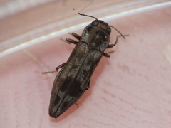 Agrilus lecontei celticola