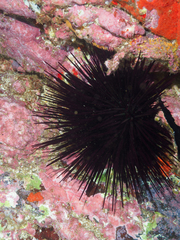 Sea Urchin