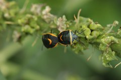 Cosmopepla decorata