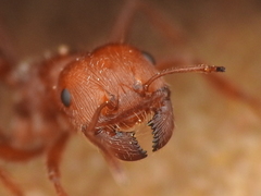 Pogonomyrmex comanche