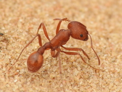 Pogonomyrmex comanche