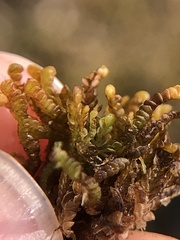 Odontoschisma sphagni