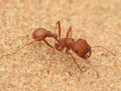 Pogonomyrmex comanche