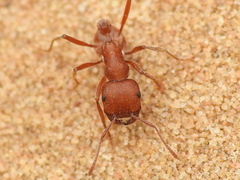 Pogonomyrmex comanche