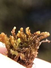 Odontoschisma sphagni