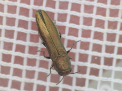 Agrilus lacustris