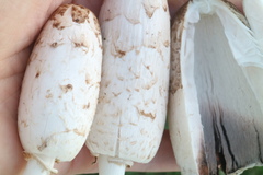 Coprinus comatus