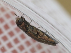 Agrilus lacustris