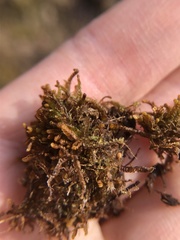 Odontoschisma sphagni