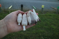 Coprinus comatus