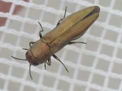 Agrilus lacustris