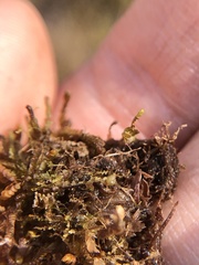 Odontoschisma sphagni