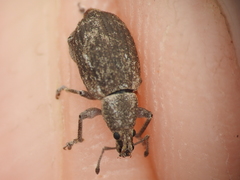 Achrastenus griseus
