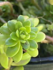 Sedum × luteoviride